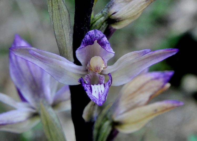 Orchidee del Chianti 2009